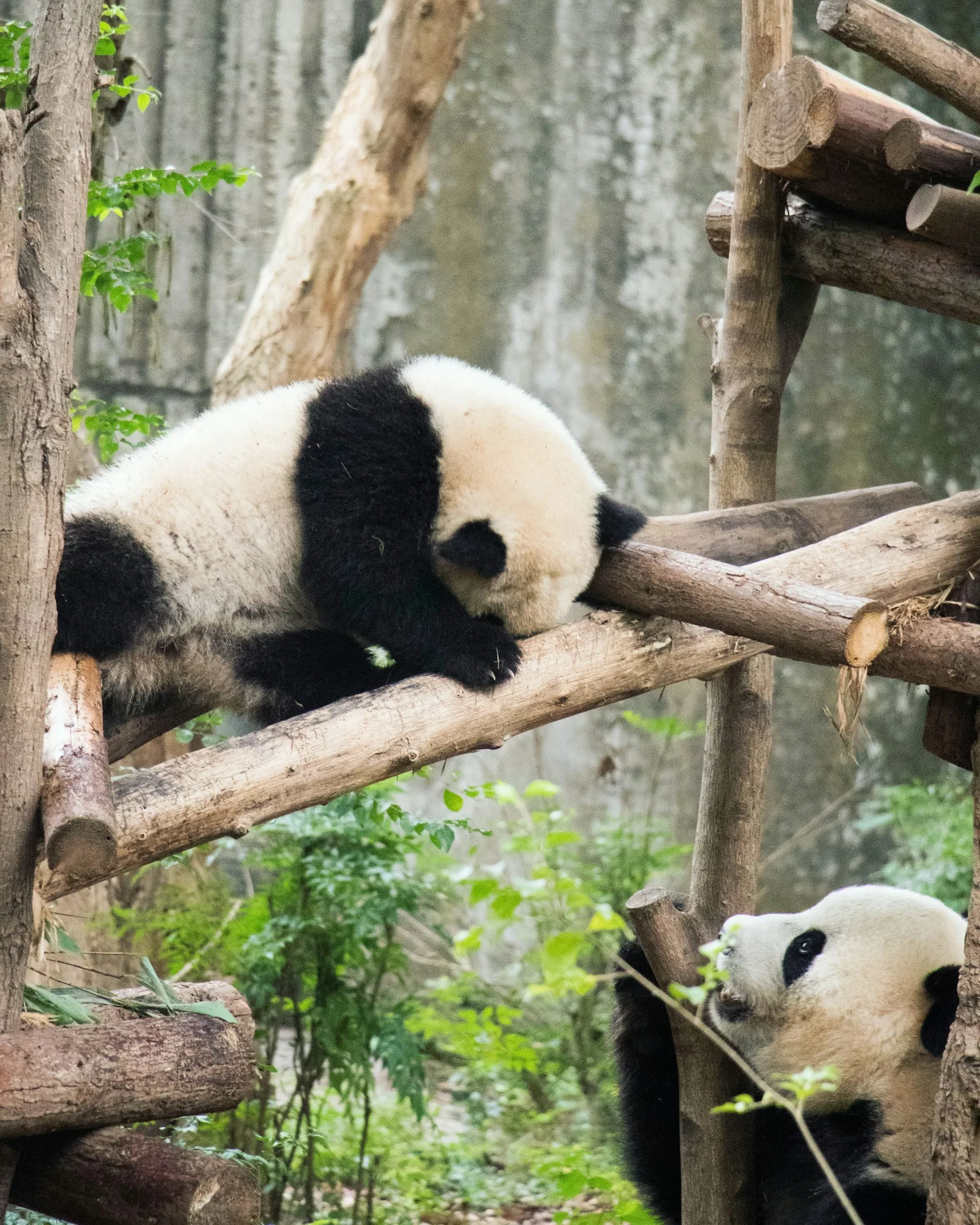 A giant panda in a leafy enclosure